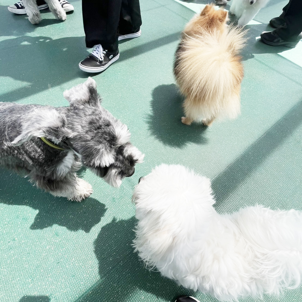 生徒が撮影したモデル犬写真♪②
